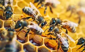 Bee Colony