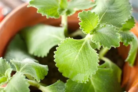 Herbal Plants